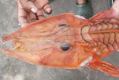 Soi loài cá biển "bọc thép" cực hiếm, siêu dị ở Việt Nam