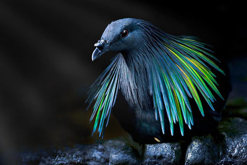 Ngỡ ngàng vẻ đẹp mê hoặc của chim bồ câu Nicobar