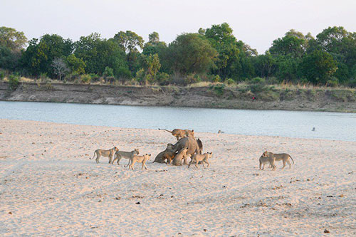 Đứng tim cảnh voi trẻ đơn độc đánh bật 12 sư tử