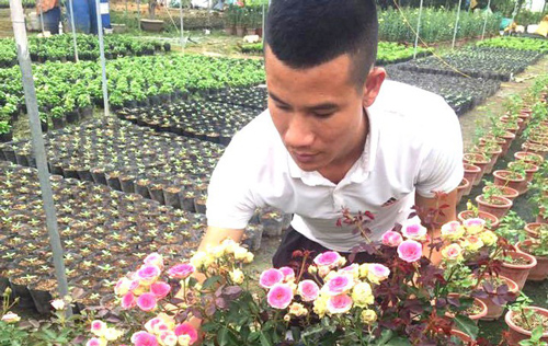 Anh bảo vệ 9X ham trồng hoa hồng, thu 450 triệu đồng/tháng