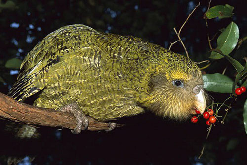 Những khám phá gây sửng sốt về loài vẹt đêm