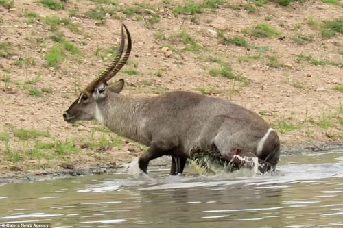 Kịch tính cảnh linh dương đá 'vêu mõm' cá sấu để thoát hiểm