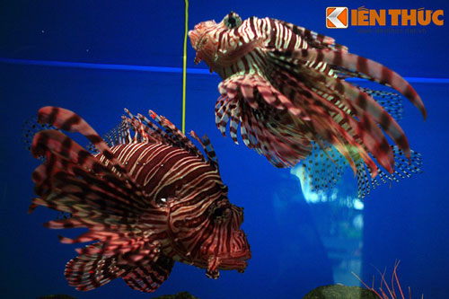 Loài cá siêu đẹp nhưng nguy hiểm chết người ở Việt Nam