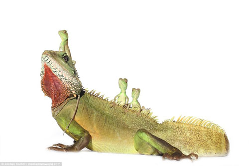 Những bức ảnh ngộ nghĩnh về loài 'rồng đất'