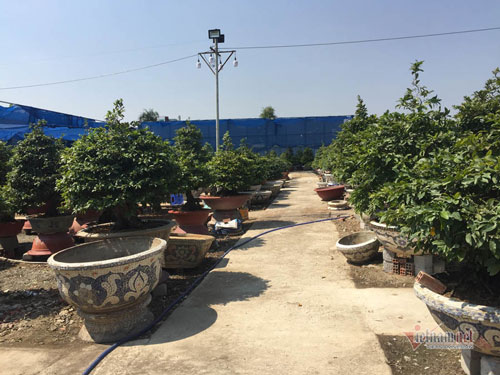 Cây mai 900 triệu đồng của ông chủ ở Sài Gòn