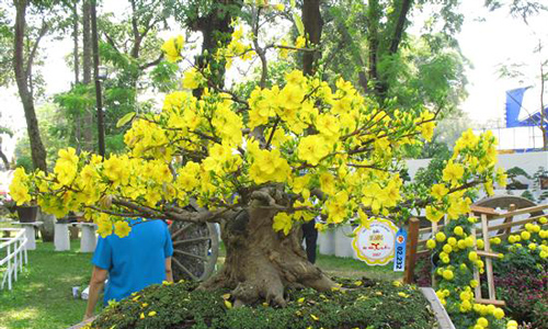 Cách chọn mai thật đẹp mang tài lộc về nhà ngày Tết