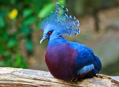 Những chú chim có bộ lông đẹp nhất thế giới