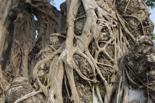 Cận cảnh cây Sanh lá móng có giá 2,5 tỷ đồng ở Hà Nội - 10