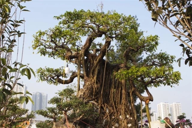 Cận cảnh cây Sanh lá móng có giá 2,5 tỷ đồng ở Hà Nội - 11