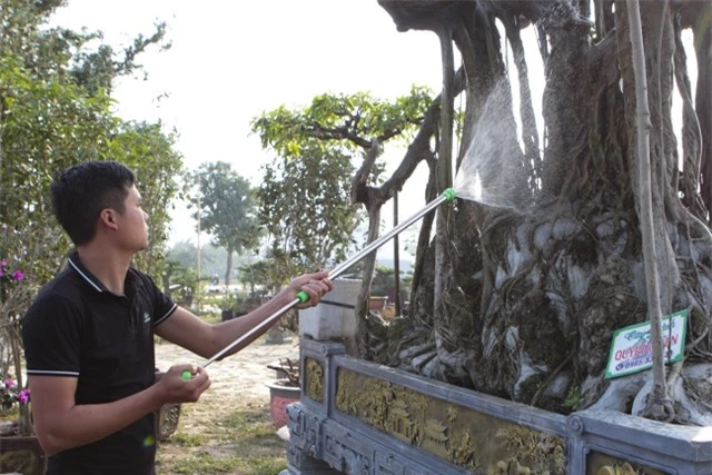 Cận cảnh cây Sanh lá móng có giá 2,5 tỷ đồng ở Hà Nội - 2