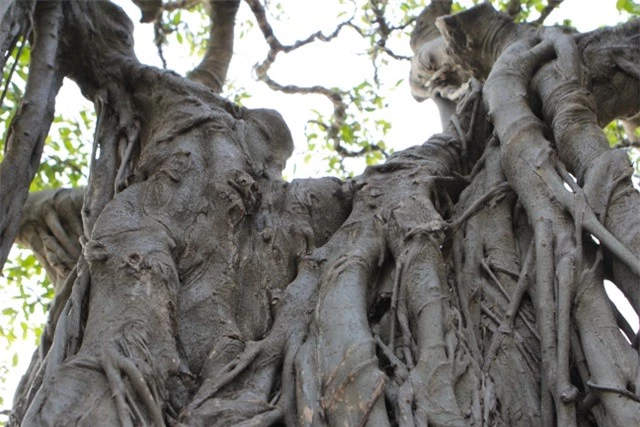 Cận cảnh cây Sanh lá móng có giá 2,5 tỷ đồng ở Hà Nội - 4