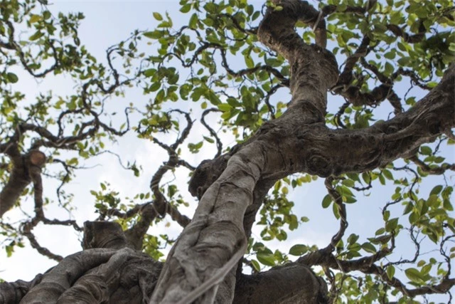 Cận cảnh cây Sanh lá móng có giá 2,5 tỷ đồng ở Hà Nội - 5