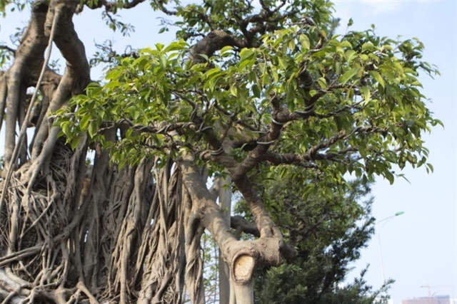 Cận cảnh cây Sanh lá móng có giá 2,5 tỷ đồng ở Hà Nội - 6