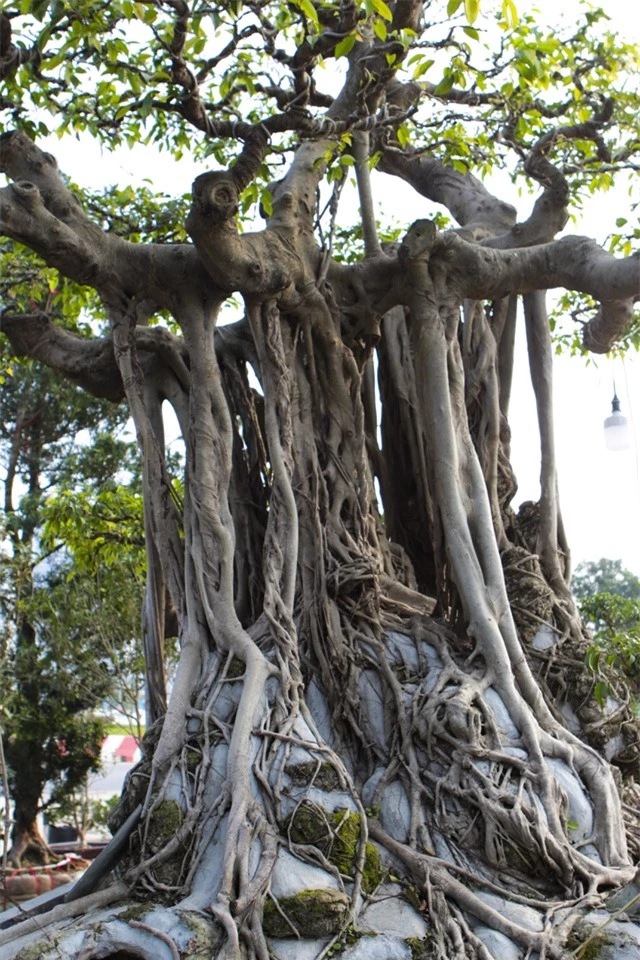 Cận cảnh cây Sanh lá móng có giá 2,5 tỷ đồng ở Hà Nội - 7