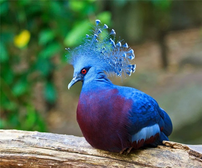 Thiết kế chuồng nuôi chim cảnh, Aviary TP. HCM - Chuồng nuôi chim cảnh nhỏ  nhưng cũng đẹp đó chớ. | Facebook