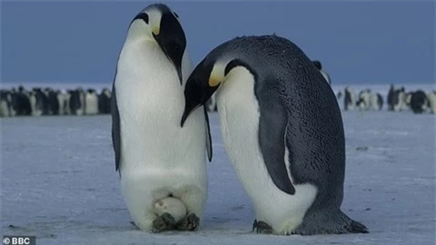 1001 thắc mắc: Vì sao chim cánh cụt không thể bay - ảnh 1