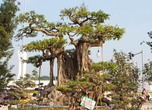 Triển lãm sinh vật cảnh Việt Nam đang diễn ra tại quận Bắc Từ Liêm, Hà Nội với gần 100 gian hàng. Bên cạnh những bộ bàn ghế làm bằng gỗ quý hiếm và đồ gia dụng, còn có cây Sanh cổ thụ đang thu hút khách tham quan.