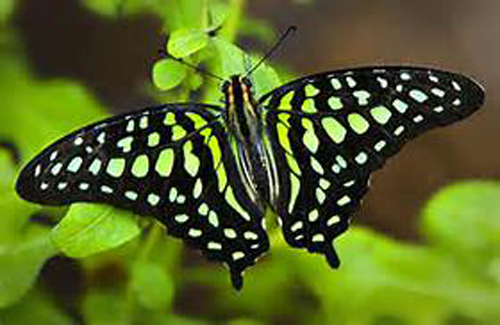 Đầu tuần bước chân ra khỏi nhà, chẳng may bắt gặp những con vật sau, sớm muộn cũng trúng mánh phát tài