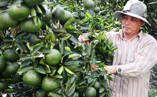  An Giang: Trồng cam sành trên đất kém hiệu quả thu tiền tỷ mỗi năm