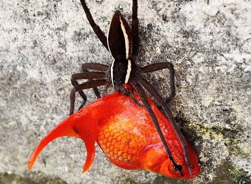 Nhện xông thẳng xuống hồ nước, lôi cá vàng to gấp đôi đi mất