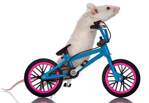 Mỹ phát hiện chất giữ phong độ cơ bắp mà không cần tập luyện