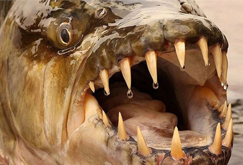 Thủy quái nào khiến cá sấu cũng phải e ngại?