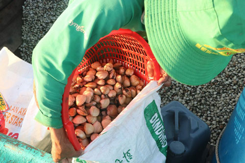 MSC – Giấy thông hành cho con nghêu xuất ngoại