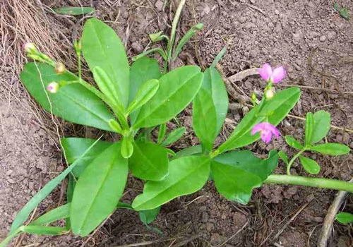 Sâm đất (còn gọi là sâm mồng tơi, sâm thổ, đông dương sâm, sâm thảo…) là một loài cây mọc hoang khá phổ biến ở nước ta. Từ lâu, dân gian ta đã biết sử dụng lá cây sâm đất để nấu canh, luộc thành rau ăn vì đây là món ăn có tác dụng thanh nhiệt, giải độc.