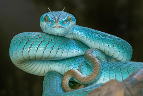 Cận cảnh vẻ đẹp gợi cảm chết người của loài rắn độc