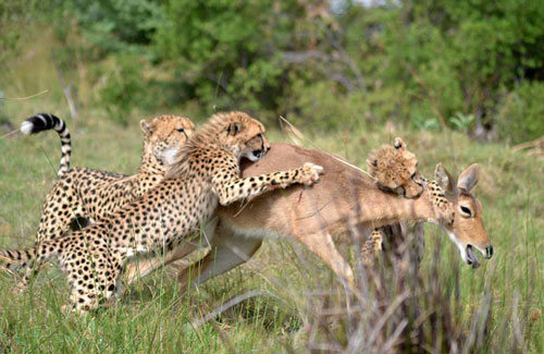 CLIP: Tổng hợp 7 cảnh săn mồi ngoạn mục và đáng xem nhất trong thế giới động vật