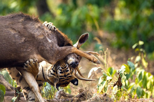 Xem hổ vằn thua nhục nhã trong màn đấu vật với nai