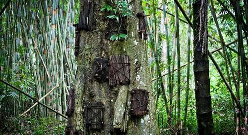 CLIP: "Rùng mình" trước những thủ tục chôn cất người chết kỳ lạ nhất trên thế giới