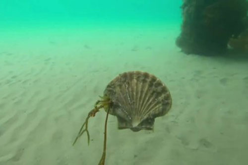 CLIP: Ngạc nhiên với cảnh sò biển bơi như cá ở vịnh Australia