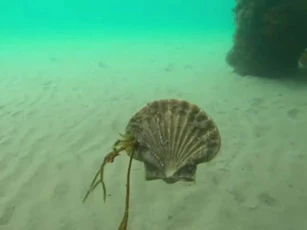 CLIP: Ngạc nhiên với cảnh sò biển bơi như cá ở vịnh Australia