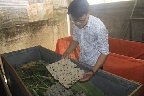 Bỏ ngang quản lý nhà hàng, thanh niên trẻ về quê nuôi dế mèn, thu gần 150 triệu đồng/năm