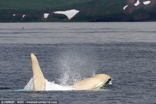 Xem cá voi sát thủ bạch tạng cực hiếm tái xuất hiện