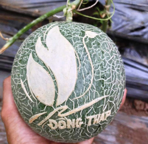 Dưa lưới khắc chữ thư pháp còn nằm ngoài vườn đã “cháy hàng”