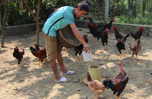 Cuối năm: Kiếm hàng trăm triệu nhờ nuôi gà... dưới đệm lót sinh học