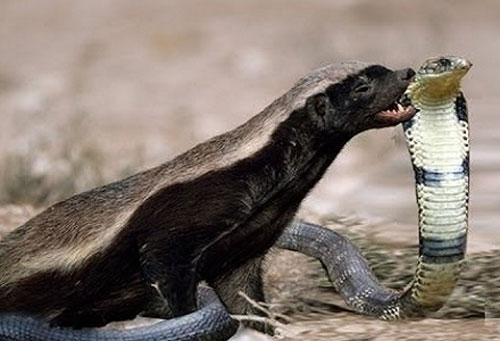 Loài vật nhỏ bé khiến trăn, rắn khổng lồ khiếp sợ
