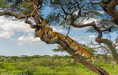 Gặp voi, cả đàn sư tử co rúm trên cây tránh mặt