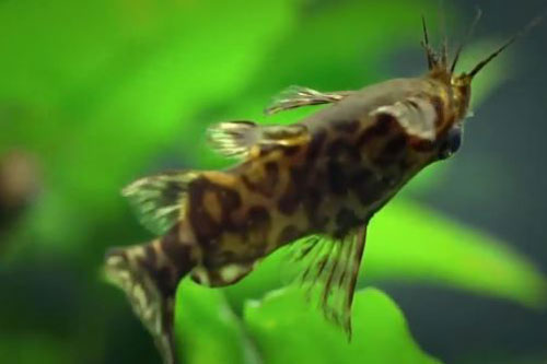 CLIP: Khám phá về loài cá trê đặc biệt, chuyên bơi ngửa bụng