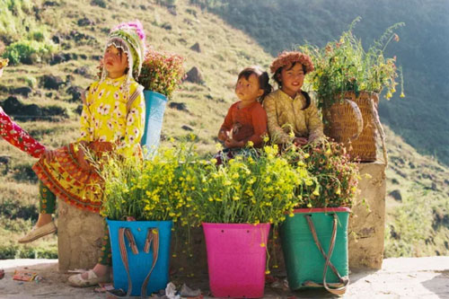 Sắc vàng hoa cải sưởi ấm Hà Giang ngày đông