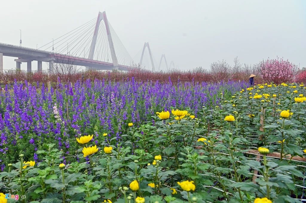 Làng trồng hoa đào ở các phường Phú Thượng, Nhật Tân (Tây Hồ, Hà Nội) những ngày này tràn ngập trong nhiều sắc màu của các loài hoa ngày Tết.