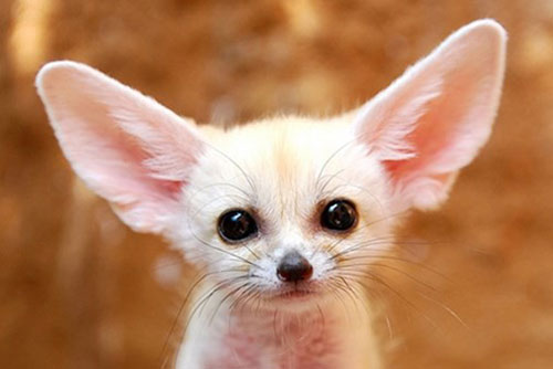 Top thú cưng nhập ngoại cực lạ ở Việt Nam