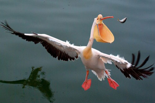 Những 'bật mí' thú vị về chim bồ nông