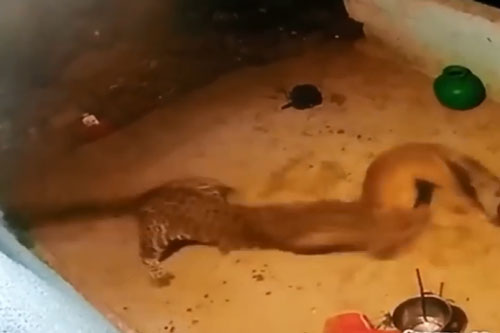 Báo hoa mai vào làng ‘trộm chó’ trong nháy mắt