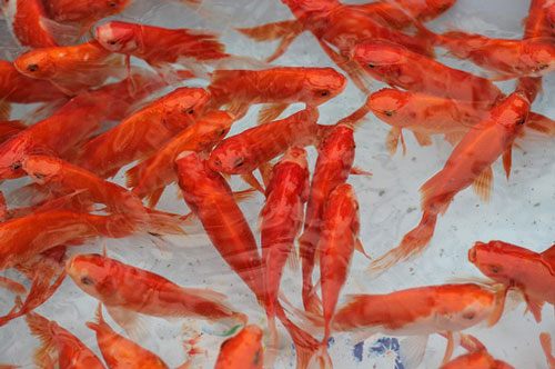 Làng cá chép đỏ nhộn nhịp trước ngày tiễn Táo quân về trời