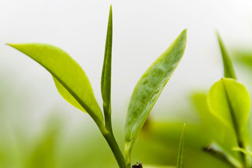 Đời người, suy cho cùng cũng chỉ gói gọn trong những câu nói này