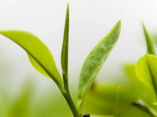 Đời người, suy cho cùng cũng chỉ gói gọn trong những câu nói này