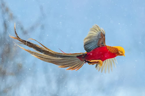 CLIP: 'Choáng' với vẻ đẹp của loài chim trĩ vàng quý hiếm